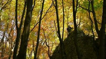 Hiker on the Rock Formation Enjoying Falling Leaves During Autumn Foliage. Slow Motion Footage. video