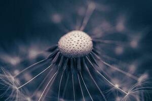 Dandelion With Seeds Close up photo