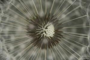 Dandelion With Seeds Close up photo
