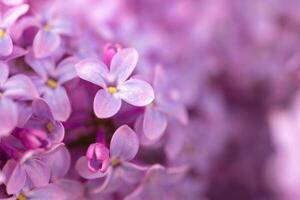 LViolet Lilac Flowers Close up photo