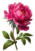 Pink peony flower drawing isolated on white background. Watercolor, hand drawn style, ai generation photo