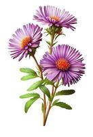 Purple aster flower drawing isolated on white background. Watercolor, hand drawn style, ai generation photo