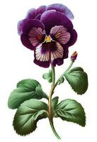 Pansy, violets flower drawing isolated on white background. Watercolor, hand drawn style, ai generation photo