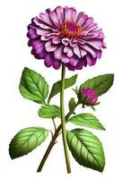 Violet zinnia flower drawing isolated on white background. Watercolor, hand drawn style, ai generation photo