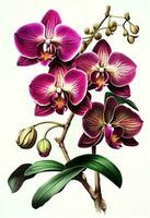 Purple orchid flower drawing isolated on white background. Watercolor, hand drawn style, ai generation photo