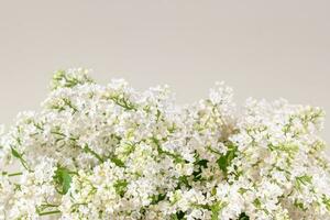 White Lilac Flowers Background photo