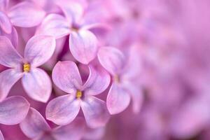 LViolet Lilac Flowers Close up photo