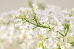 White Lilac Flowers Background photo