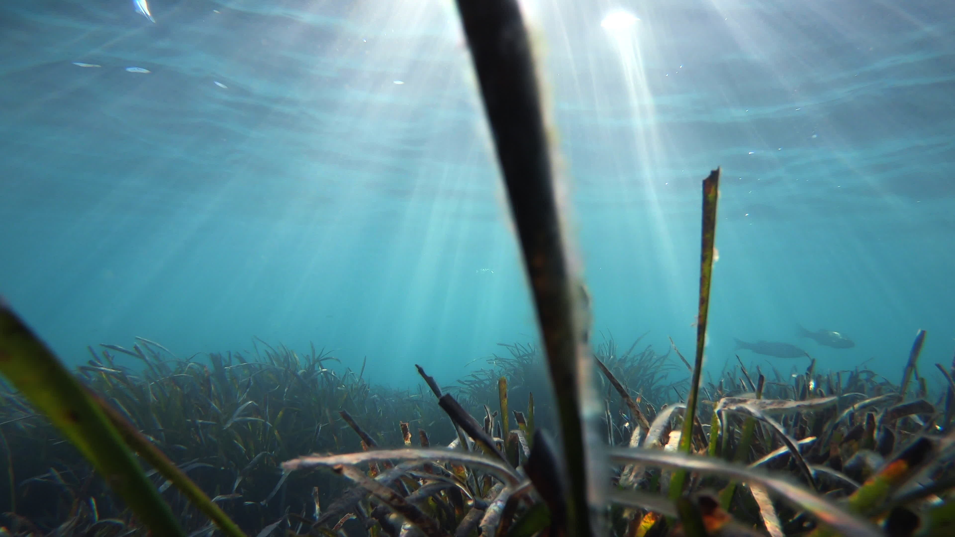 Seaweeds and seagrass underwater Mediter, Stock Video