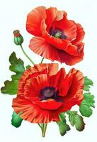 Red poppy flower drawing isolated on white background. Watercolor, hand drawn style, ai generation photo