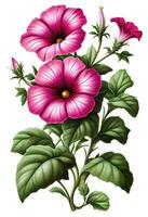 rosado petunia flor dibujo aislado en blanco antecedentes. acuarela, mano dibujado estilo, ai Generacion foto