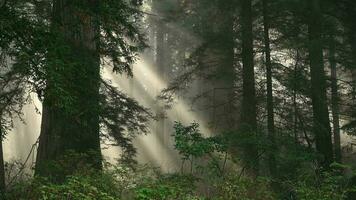 toneel- sequoia regen Woud gedekt door ochtend- mist video