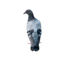 Single wild pigeon standing isolated with clipping path in png file format