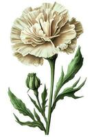 White carnation flower drawing isolated on white background. Watercolor, hand drawn style, ai generation photo