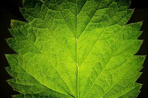 Green Leaf Macro Texture Background photo