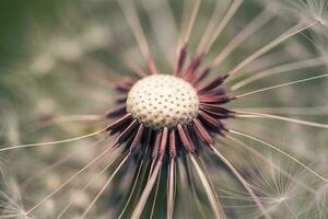 diente de león con semillas cerca arriba foto