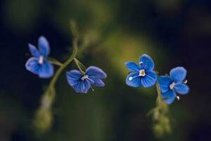 pequeño salvaje azul flores cerca arriba foto