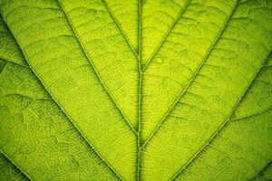 Green Leaf Macro Texture Background photo