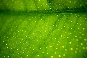 Green Leaf Macro Texture Background photo