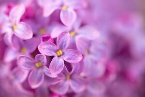 LViolet Lilac Flowers Close up photo