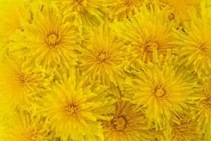 amarillo diente de león flores antecedentes textura foto