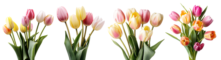 manojo de tulipanes flores en transparente fondo, generativo ai tecnología png