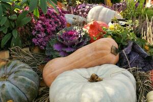 Pumpkins and autumn vegetables on a fair. Harvest time on a farm. Fall festival of fresh organic vegetables. Festive decor in garden. Agriculture market. Rural scene. Vegetarian and vegan food day. photo