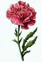 Pink carnation flower drawing isolated on white background. Watercolor, hand drawn style, ai generation photo