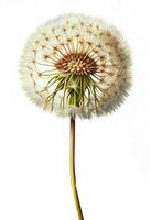 White fluffy dandelion flower drawing isolated on white background. Watercolor, hand drawn style, ai generation photo