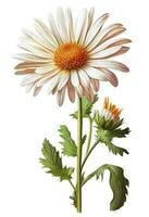 Chamomile, daisy flower drawing isolated on white background. Watercolor, hand drawn style, ai generation photo