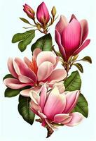 Pink magnolia flower drawing isolated on white background. Watercolor, hand drawn style, ai generation photo