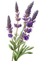 Lavender flower drawing isolated on white background. Watercolor, hand drawn style, ai generation photo