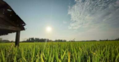 Blurred background of green plain field with blue sky photo