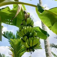 Banana tree with green bananas photo