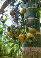 areca catecú areca nuez palmera, betel nueces demostración Produce en alto árbol. el maduro frutas, redondo, amarillo y verde. todas manojo dentro grande agrupado, colgando abajo. natural luz de sol. foto