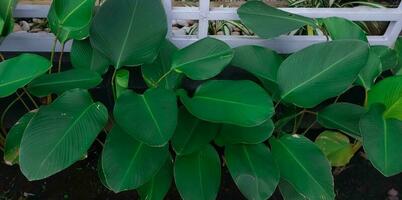 tropical leaf, dark green foliage, botanical nature background photo