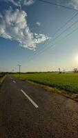 asphalt road and green rice field photo