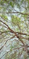 Blurred of natural tree background. photo