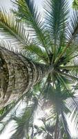 palma lleno de cocos en maldivo playa foto