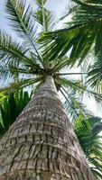 Palm full of coconuts on maldivian beach photo