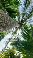 Palm full of coconuts on maldivian beach photo