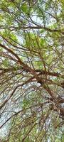 foto hasta la copa del árbol desde abajo