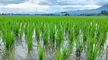 Green rice fields on Indonesian village, dykes, under the evening sky with beautiful clouds photo