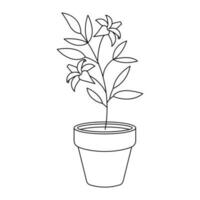 Home plant in a pot, vector illustration