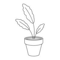 Home plant in a pot, vector illustration