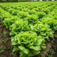 Field of vibrant green lettuce plant photo