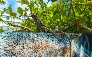 Mexican iguana lies on wall in tropical nature Mexico. photo