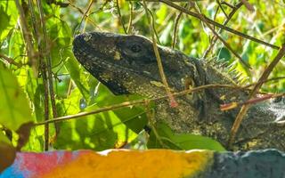 Mexican iguana lies on wall in tropical nature Mexico. photo