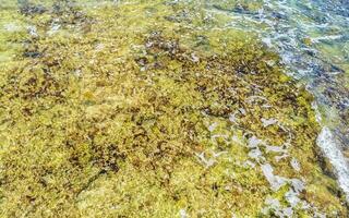 Stones rocks corals turquoise green blue water on beach Mexico. photo