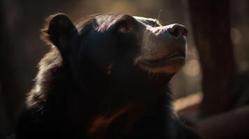 The Sunlit Radiance of the Sun Bear photo